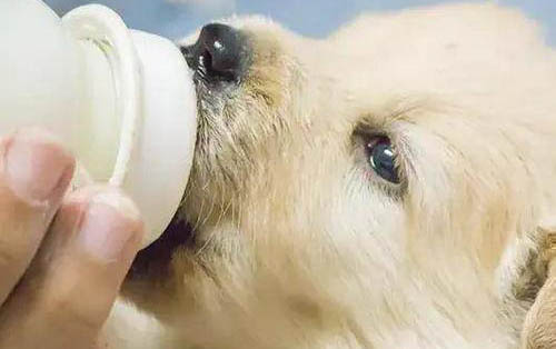 狗狗喝了酒會怎么樣嗎