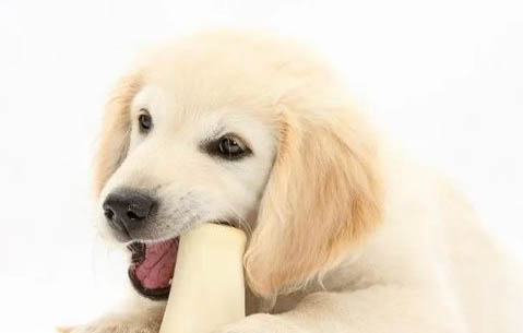 適合狗狗吃的蔬菜有哪些