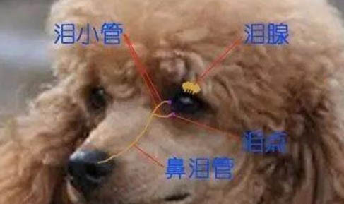 狗狗為什么會游泳