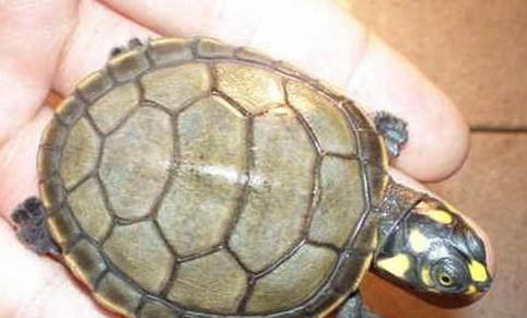 寵物龜腸胃炎的癥狀表現