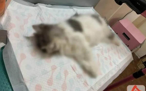 貓吃感冒藥會中毒嗎