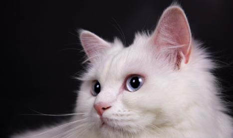 安哥拉貓和獅子貓區(qū)別