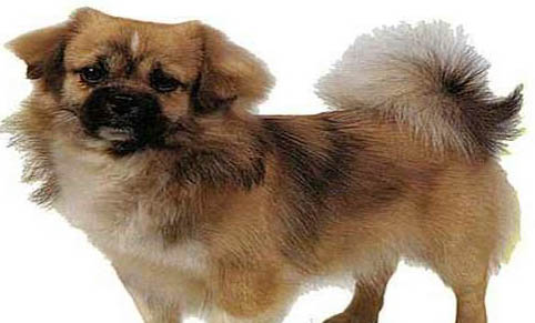 博伊金獵犬真菌感染原因及處理方法