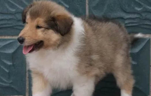 蘇格蘭牧羊犬為什么會嘔吐食物