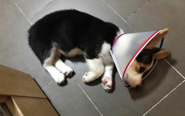 狗狗洗澡為什么會得細小病毒