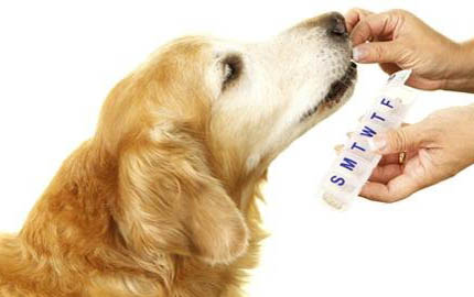 法牛幼犬多久立耳正常