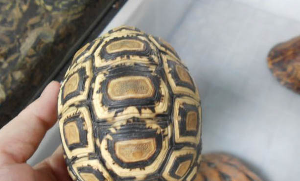 哪些陸龜會游泳