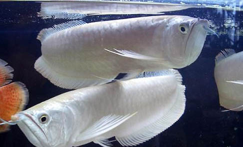 銀龍魚能長多大