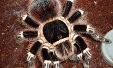 柯尼斯卷毛貓懷孕了有什么特征