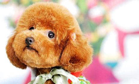 貴賓犬和泰迪的區別是什么