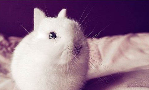 寵物兔子能洗澡嗎