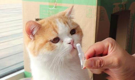 貓咪傷口化膿了會死嗎？