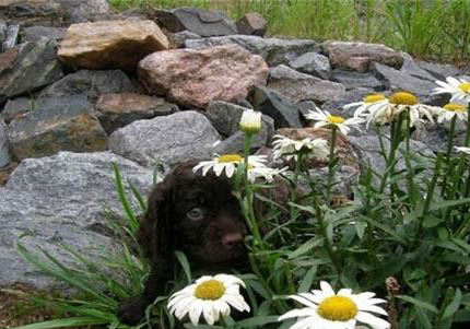 獵犬品種有哪些