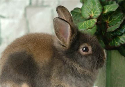 美國黃褐色家兔一般多少斤