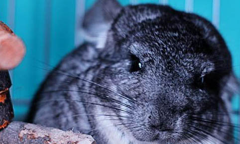 怎么分辨龍貓年齡