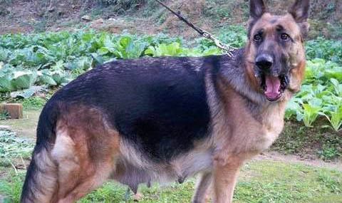 德國牧羊犬多大立耳？