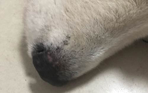 狗能吃人的感冒藥嗎