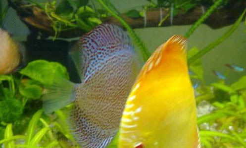 最好養(yǎng)的熱帶觀賞魚品種有哪些?