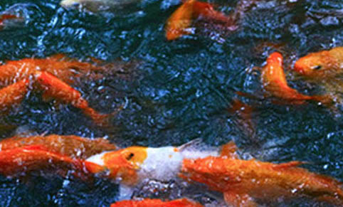 魚缸水草能活多久