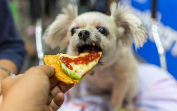 狗狗鼻子很干不愛吃飯該怎么辦