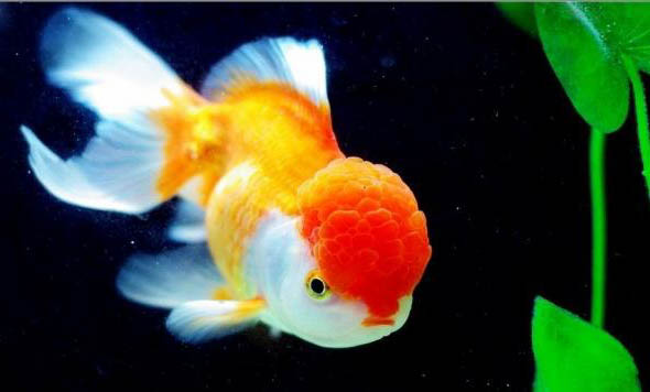 熱帶魚(yú)糧什么牌子好