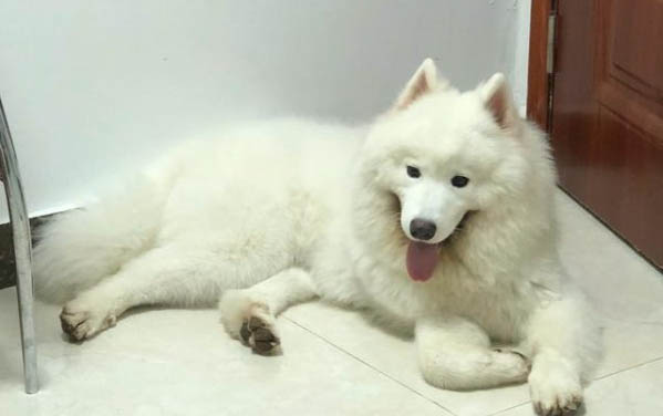 薩摩耶犬掉毛