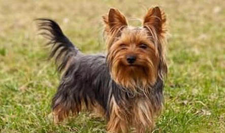 約克夏犬價格多少錢一只 圖片