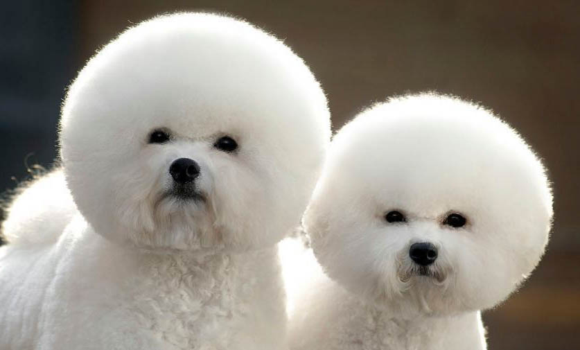 比熊犬的優缺點有哪些