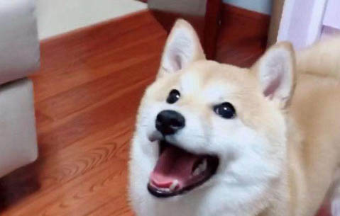 狗狗老舔鼻子怎么回事