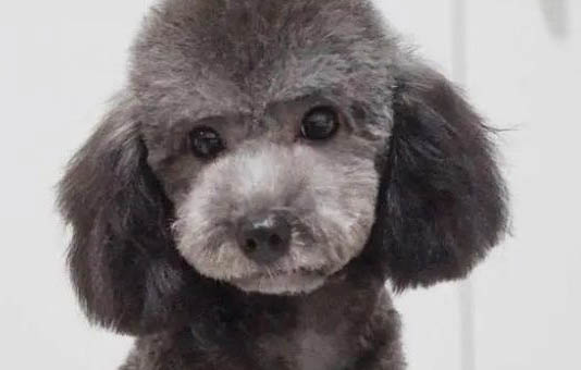 泰迪小狗能自己生嗎？