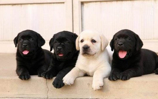 小奶狗感冒了怎么辦啊