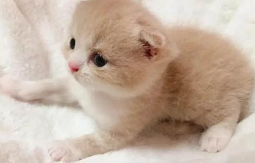 如何避免貓蘚擴散？