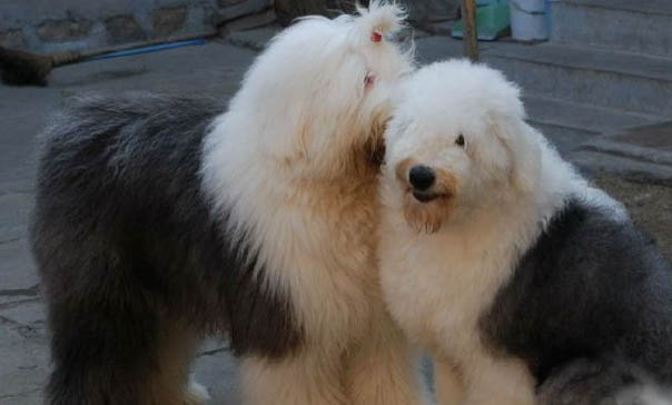 英國古代牧羊犬價格?古牧飼養(yǎng)注意事項有哪些?