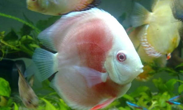 夏天家庭養(yǎng)魚怎么樣避暑啊