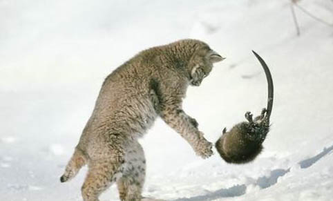 美國短尾貓尿閉的原因及處理方法