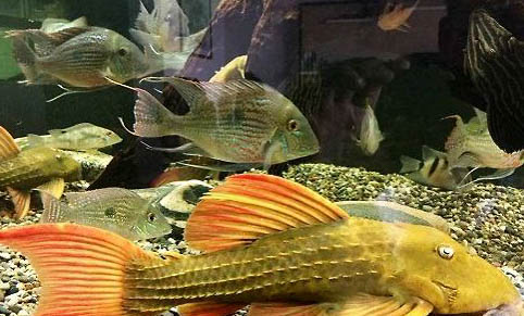 能用蚯蚓釣魚嗎