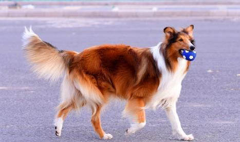 母犬下奶后多久恢復(fù)