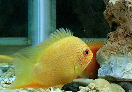 九間菠蘿魚多大能繁殖？