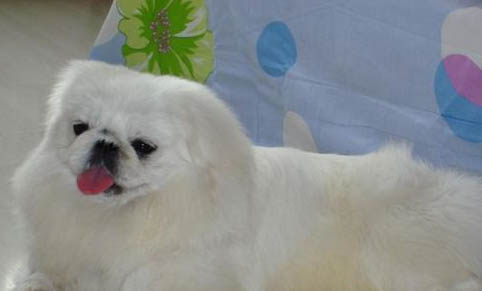 北京犬真菌感染的原因及處理方法