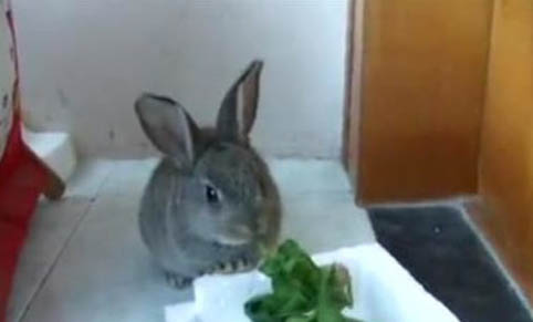 寵物兔子多少錢一只市場價