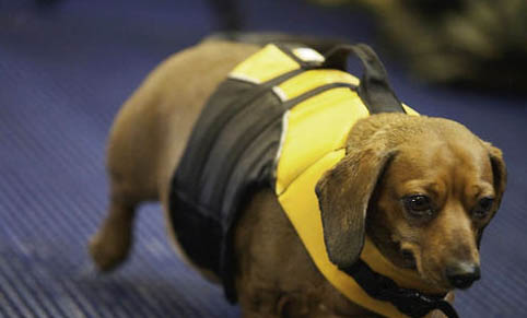 狗狗犬瘟一般要多少天才能好