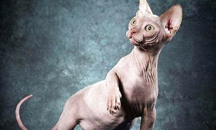 無毛貓有油是什么原因?