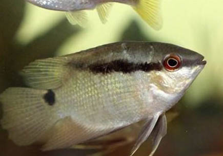 畫眉鳥熟鳥需要閉籠嗎