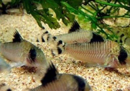 熊貓熱帶魚好養嗎