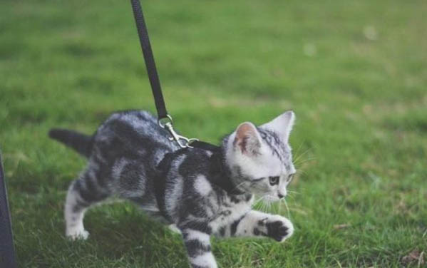 遛貓需要牽引繩嗎