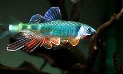 魚翻肚子沒死怎么救