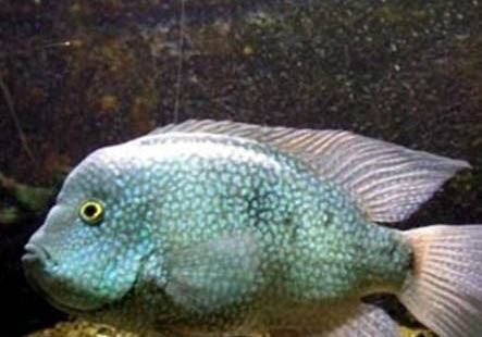 德州豹怎么區分公母