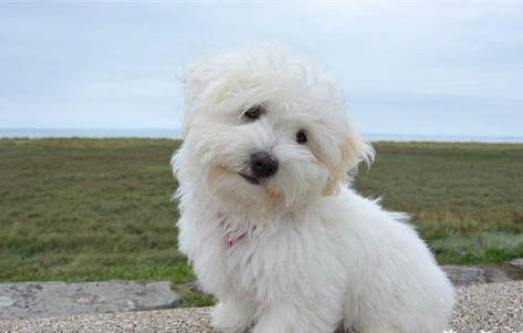 狗狗撕扯狗窩的原因及處理方法