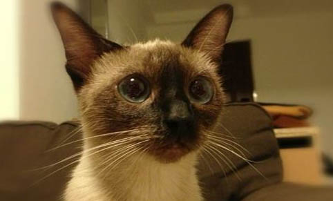 晚上睡覺發(fā)現(xiàn)貓吸人氣