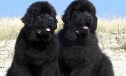 紐芬蘭犬拉稀帶血的原因及處理方法